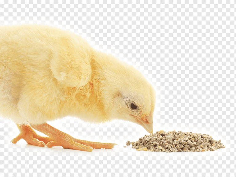 Poultry Feeds