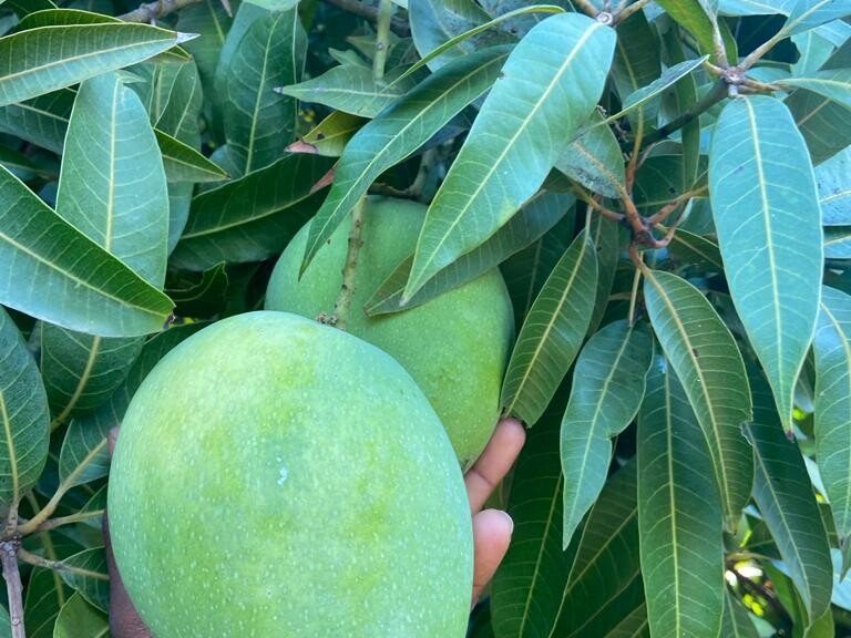 Fresh Mangoes 