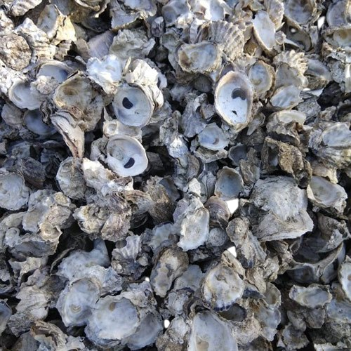 Natural Oyster Shell
