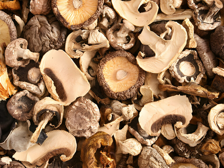 Fresh & Dried Mushrooms 