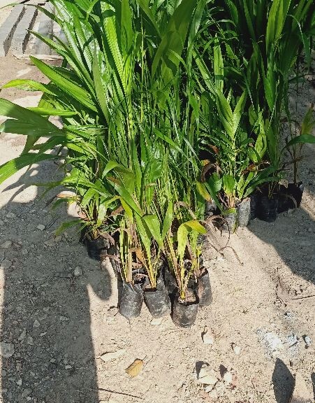 Palm Oil Plant/sapling