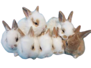 Breed Rabbits