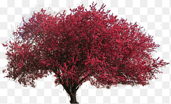 Acer Palmatum Ornamental Tree