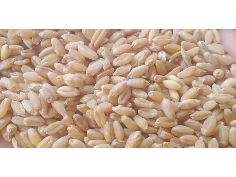 Wheat Grains 